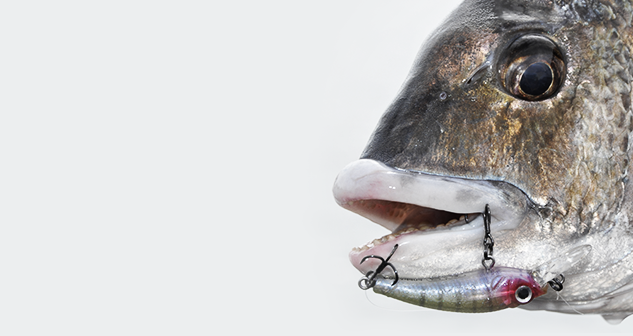 BREAM / FLATHEAD